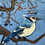 Thumbnail: Blue Jay Needle Felting Kit